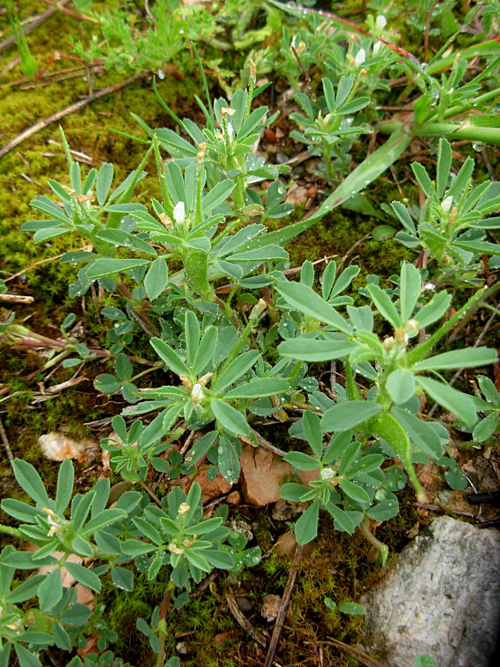 Trigonella gladiata M. Bieb./Fieno greco selvatico